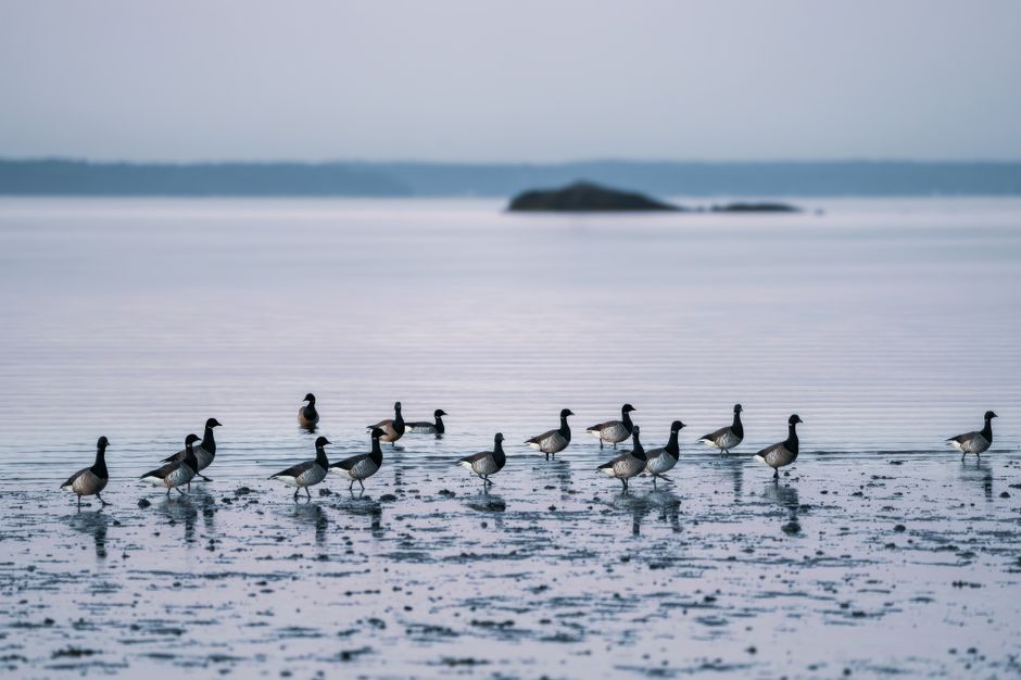 Three Canada geese in flight over a body of water, with dark grey and black feathers, long necks extended forward, and wings spread wide. The background features a calm, cloudy sky and a slightly ripp